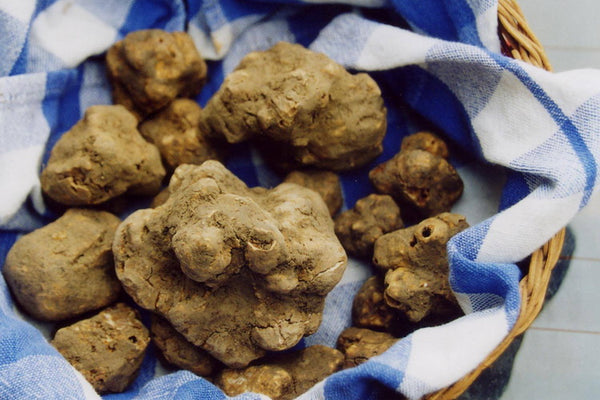 Fresh white truffles from Alba